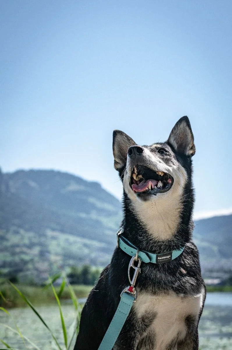 Red Dingo Vegan Leather Dog Collar - Elegant Design | M, L Sizes