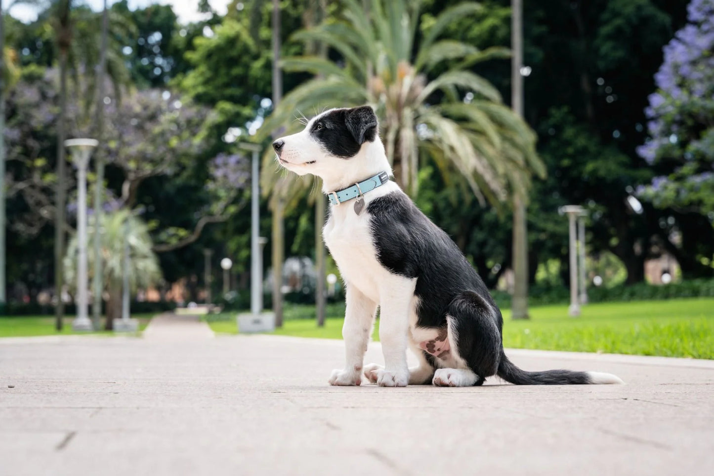 Red Dingo Vegan Leather Dog Collar - Elegant Design | M, L Sizes