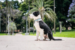 RedDingo Vegan Leather Dog Collar - Elegant Design | M, L Sizes