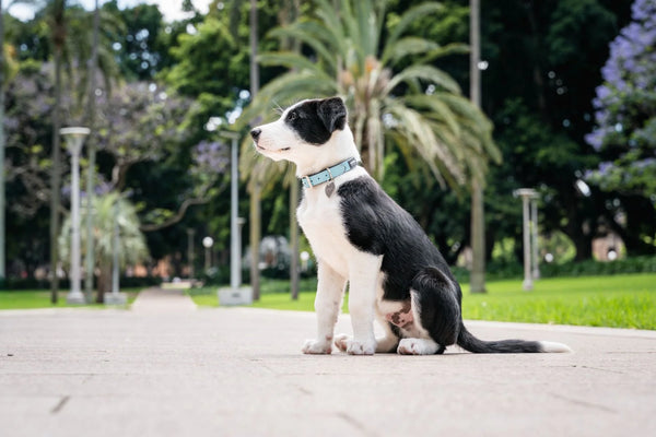 RedDingo Vegan Leather Dog Collar - Elegant Design | M, L Sizes