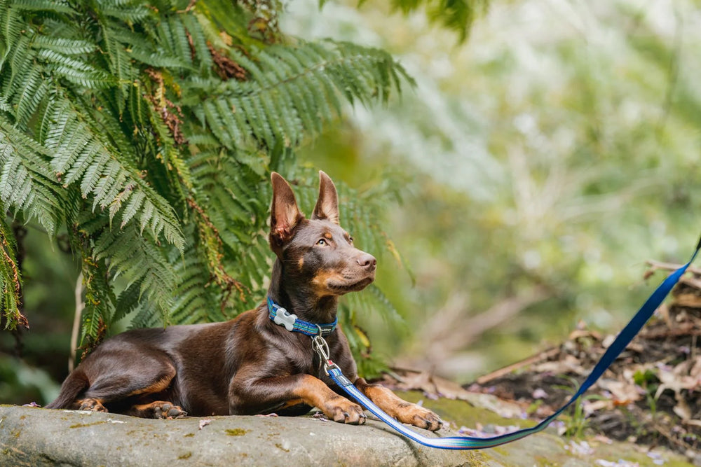 Dog with a blue collar and leash sitting on a stone surface with ferns in the background