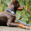 Dog with a blue collar and leash sitting on a stone surface with ferns in the background