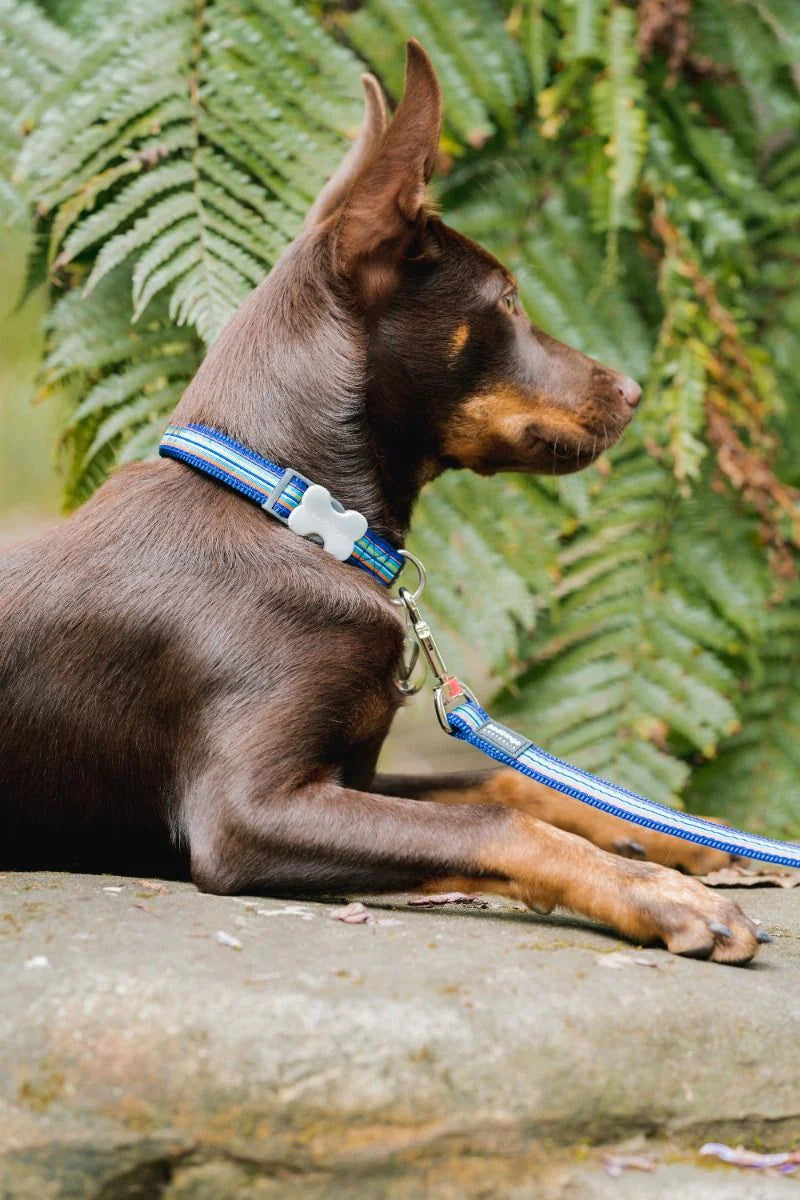 Dog with a blue collar and leash sitting on a stone surface with ferns in the background