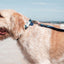 Dog on a leash at the beach with ocean and sky in the background