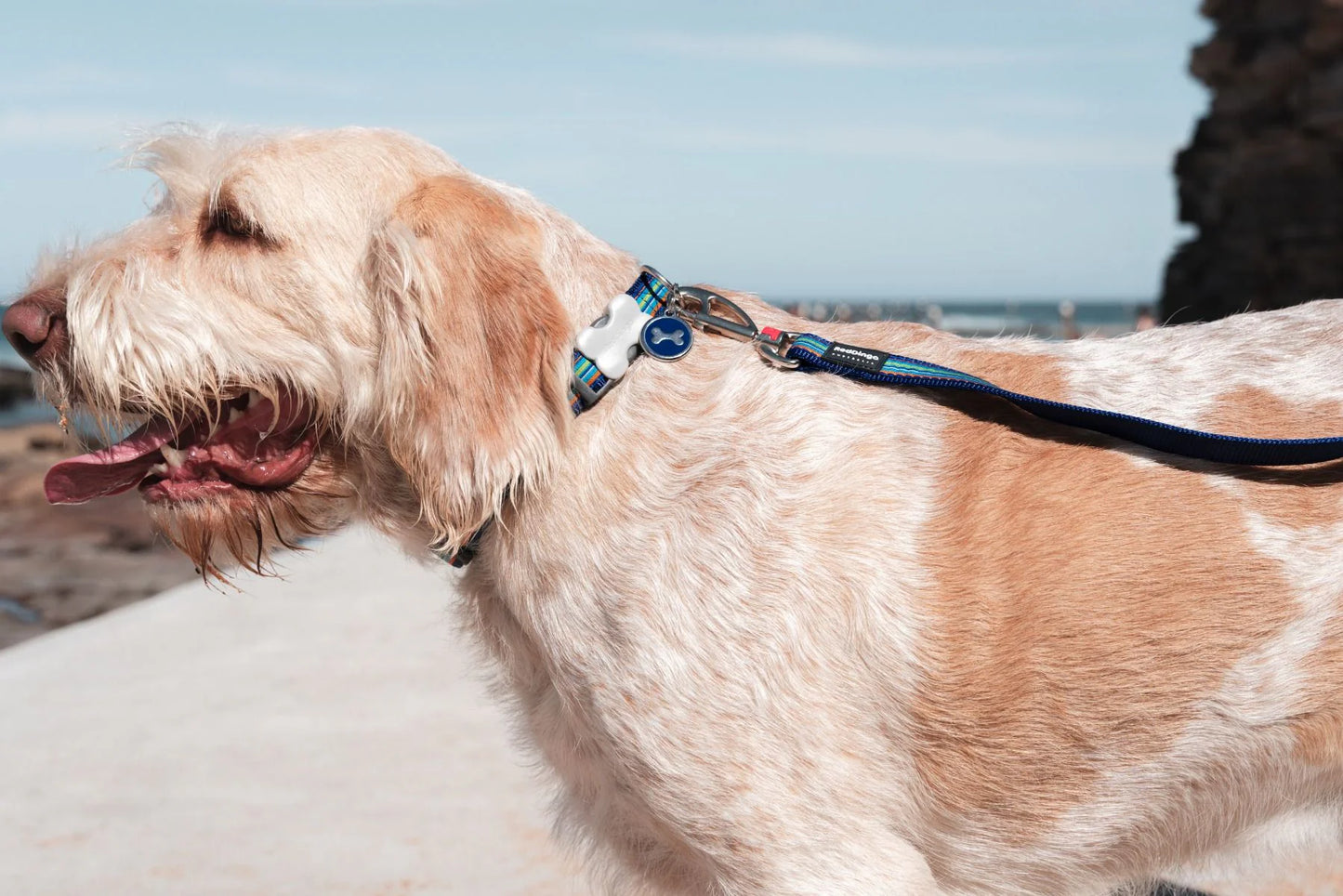 Dog on a leash at the beach with ocean and sky in the background