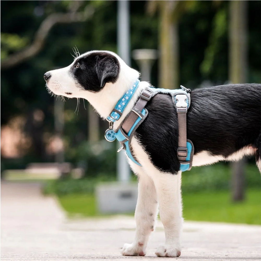 RedDingo Stars Dog Collar - White Stars Pattern | S, M, L Sizes