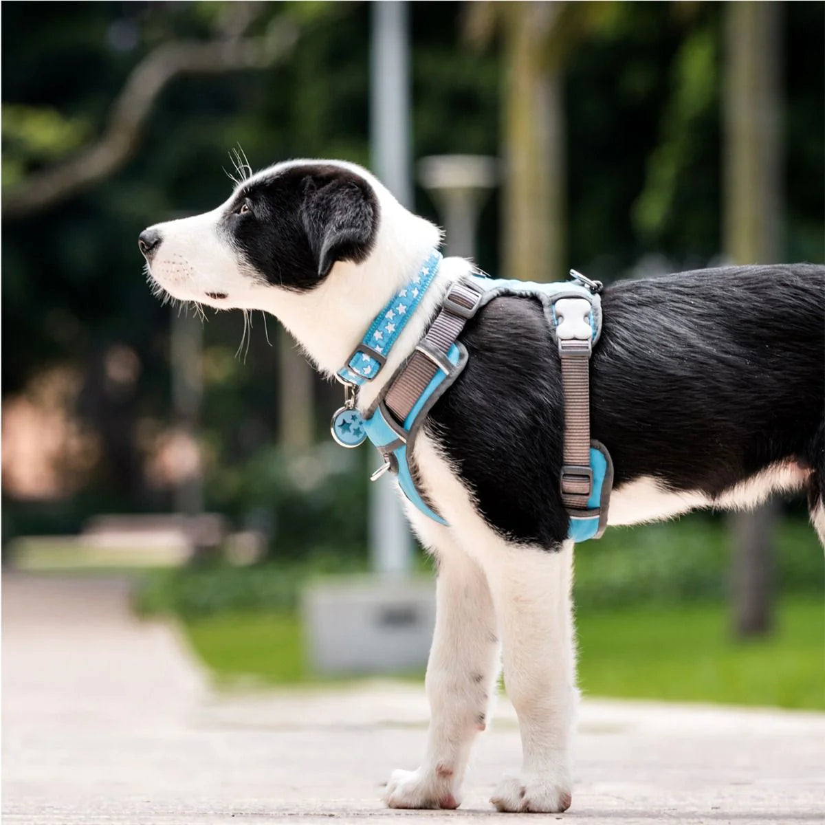 Red Dingo Stars Dog Collar - White Stars Pattern | S, M, L Sizes
