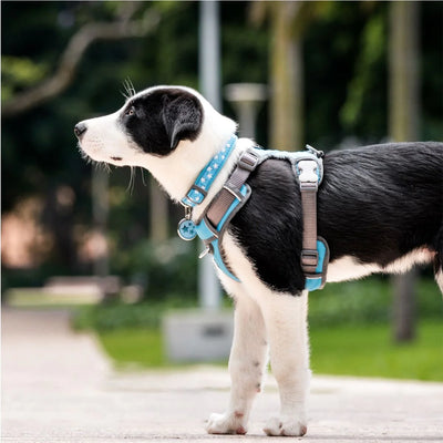 Red Dingo Stars Dog Collar - White Stars Pattern | S, M, L Sizes
