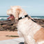 Dog on a leash looking at the ocean with rocky beach and clear sky in the background