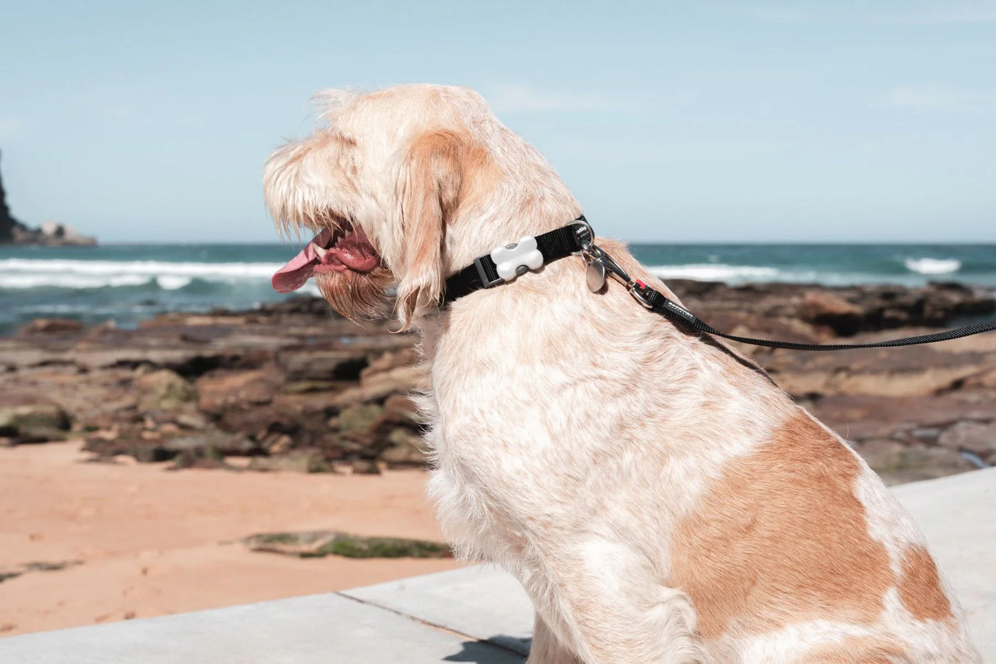 Dog on a leash looking at the ocean with rocky beach and clear sky in the background