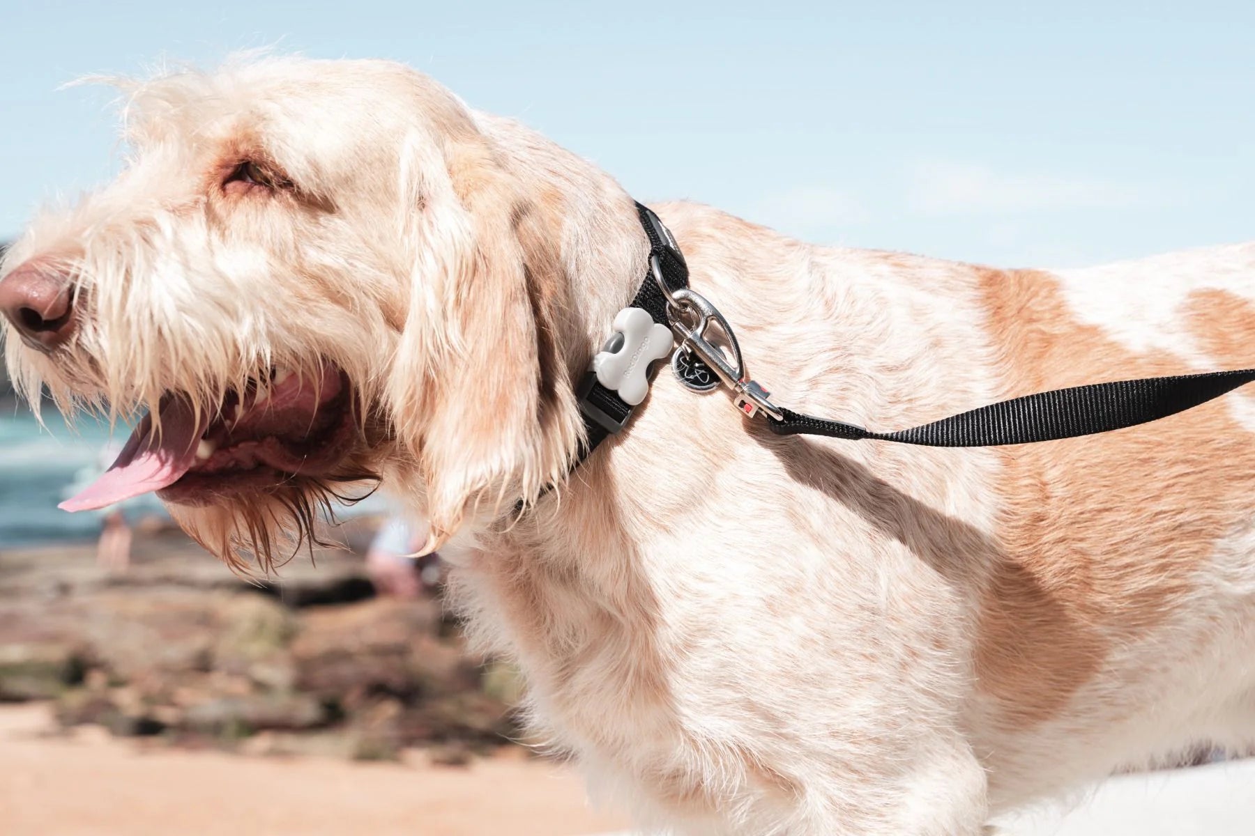 Dog on a leash with a blurred beach background
