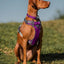 Brown dog wearing a purple harness sitting on grass with a clear blue sky.