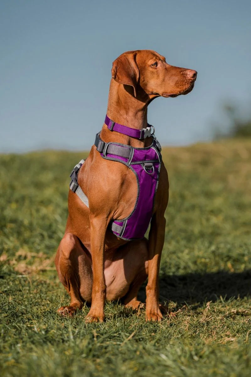 Brown dog wearing a purple harness sitting on grass with a clear blue sky.
