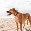 Dog on a sandy beach with a clear sky