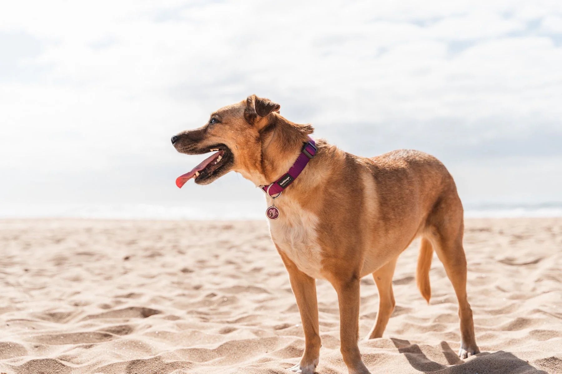 Dog on a sandy beach with a clear sky