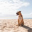 Dog sitting on a sandy beach with a clear sky