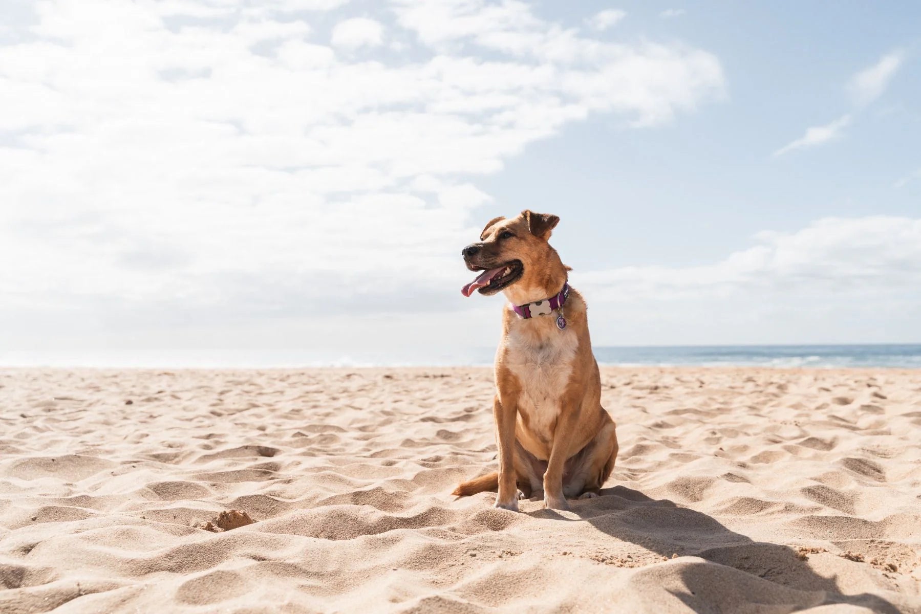 Dog sitting on a sandy beach with a clear sky