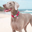 Dog on a beach with a red collar and tags