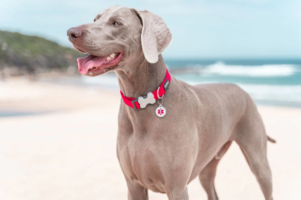 Dog on a beach with a red collar and tags