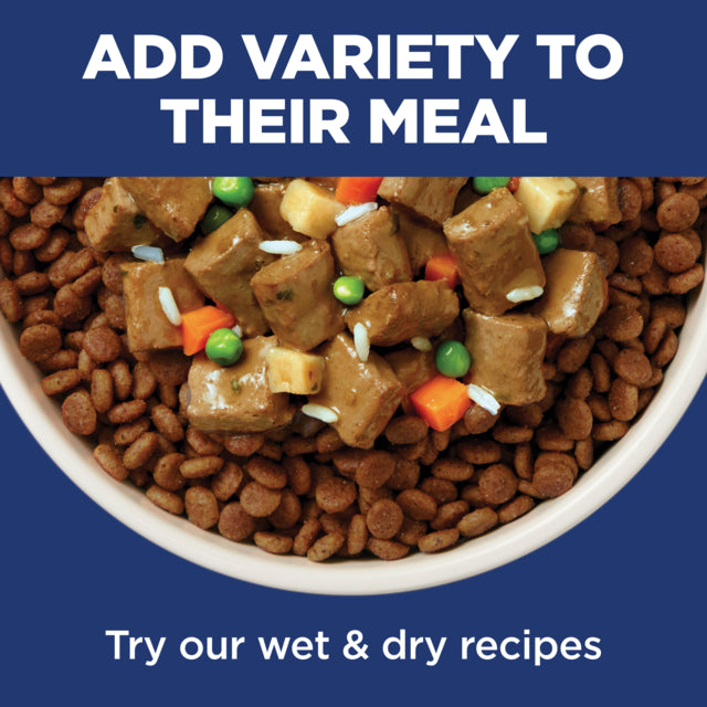 Dog food bowl with dry kibble and wet pet food mix on a blue background