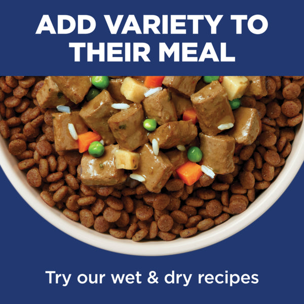 Dog food bowl with dry kibble and wet pet food mix on a blue background
