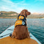 Ezy Dog DFD Dog Floatation device Life Jacket  Yellow