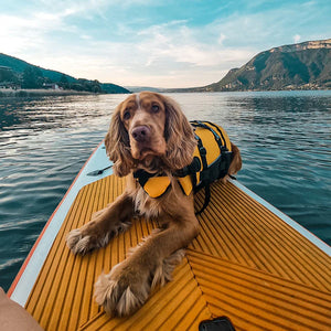 Ezy Dog DFD Dog Floatation device Life Jacket  Yellow