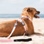 Dog on a leash sitting on the beach with ocean in the background