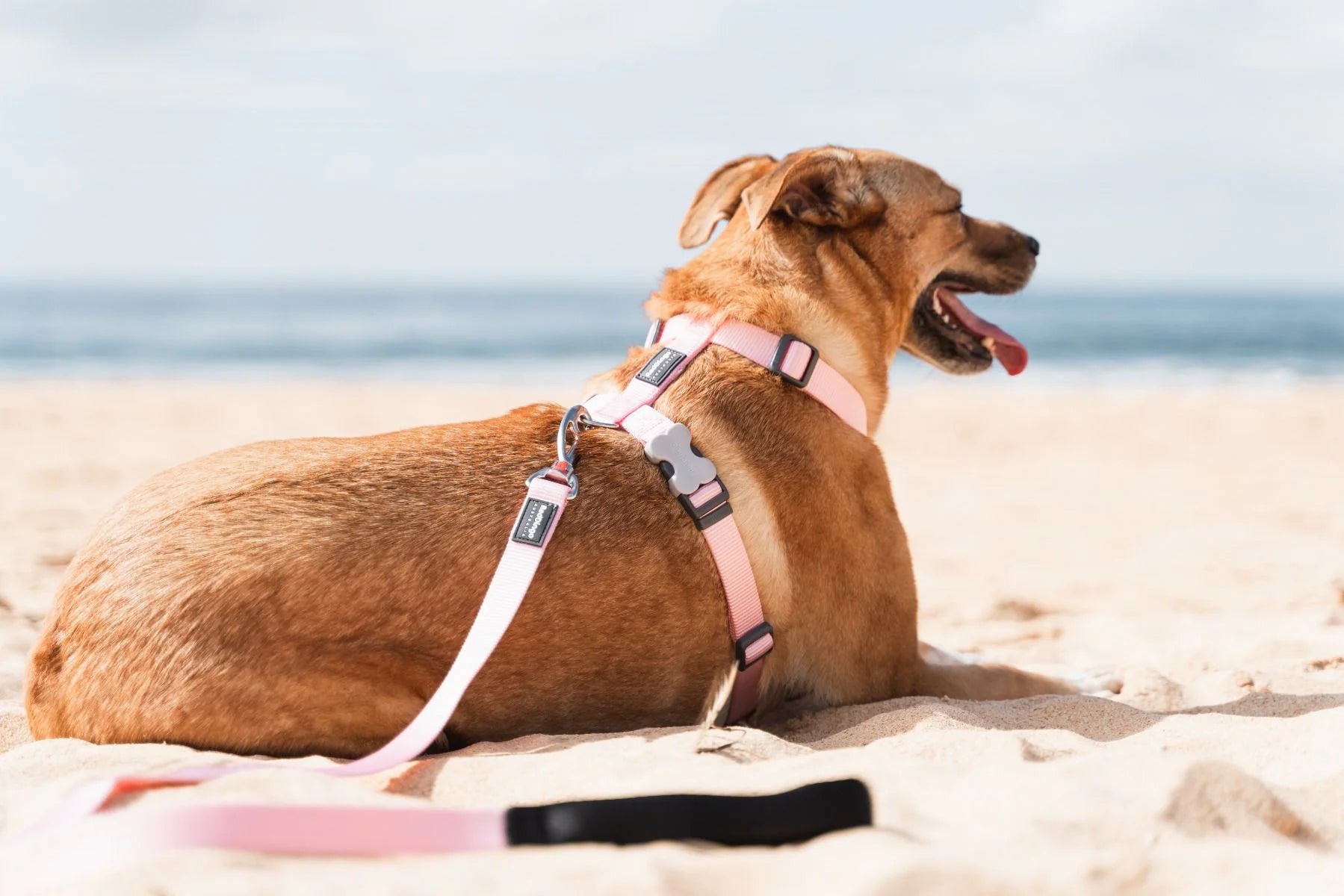 Dog on a leash sitting on the beach with ocean in the background