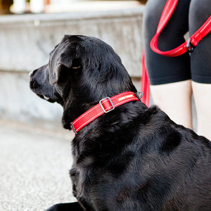 EzyDog Double Up Dog Collar - Premium Nylon with Dual D-Rings & Reflective Stitching