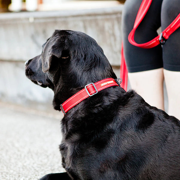 EzyDog Double Up Dog Collar - Premium Nylon with Dual D-Rings & Reflective Stitching