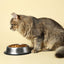Cat sitting next to a food bowl on a beige background
