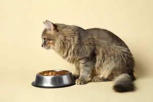 Cat sitting next to a food bowl on a beige background