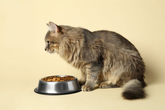 Cat sitting next to a food bowl on a beige background