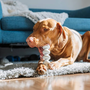 Clean Earth Recycled Dog Bone | Eco-Friendly Dog Chew Toy
