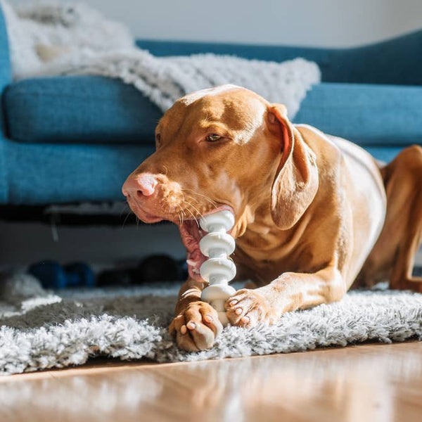 Clean Earth Recycled Dog Bone | Eco-Friendly Dog Chew Toy