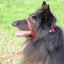 beau pets gentle leader head collar red on Black Lassie dog