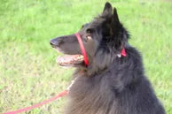 beau pets gentle leader head collar red on Black Lassie dog