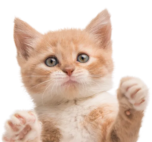 KONG Curlz Teaser Cat Wand Toy