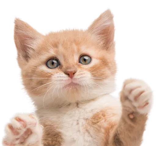 KONG Curlz Teaser Cat Wand Toy