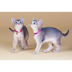 RedDingo Safety Cat Collar - Fish Pattern with Break-Away Clip | Reflective