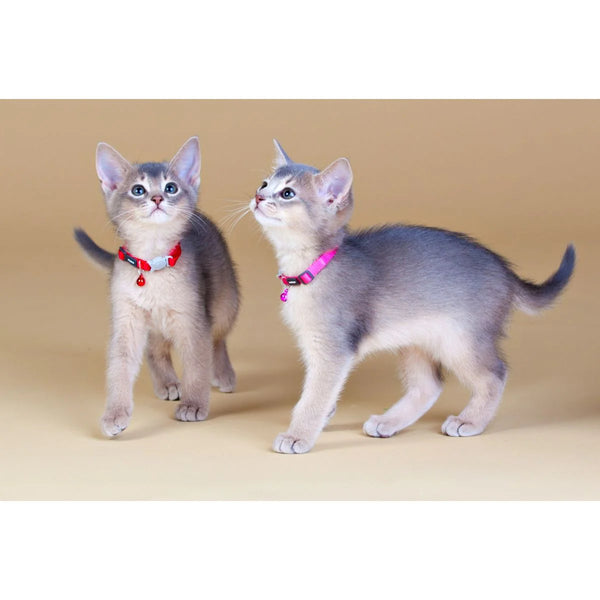 RedDingo Safety Cat Collar - Fish Pattern with Break-Away Clip | Reflective
