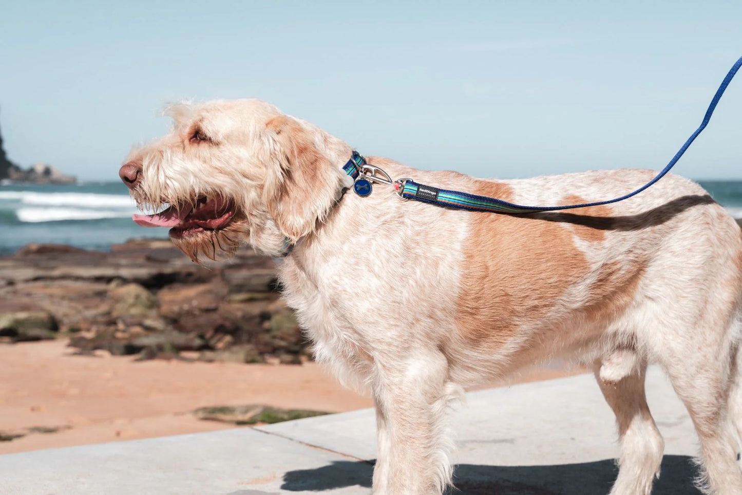 Red Dingo Dog Leash 1.2m - Stylish Pattern Designs | Premium Nylon Lead