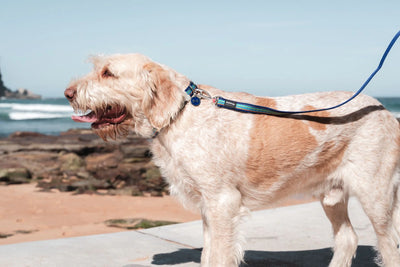 Red Dingo Dog Leash 1.2m - Stylish Pattern Designs | Premium Nylon Lead