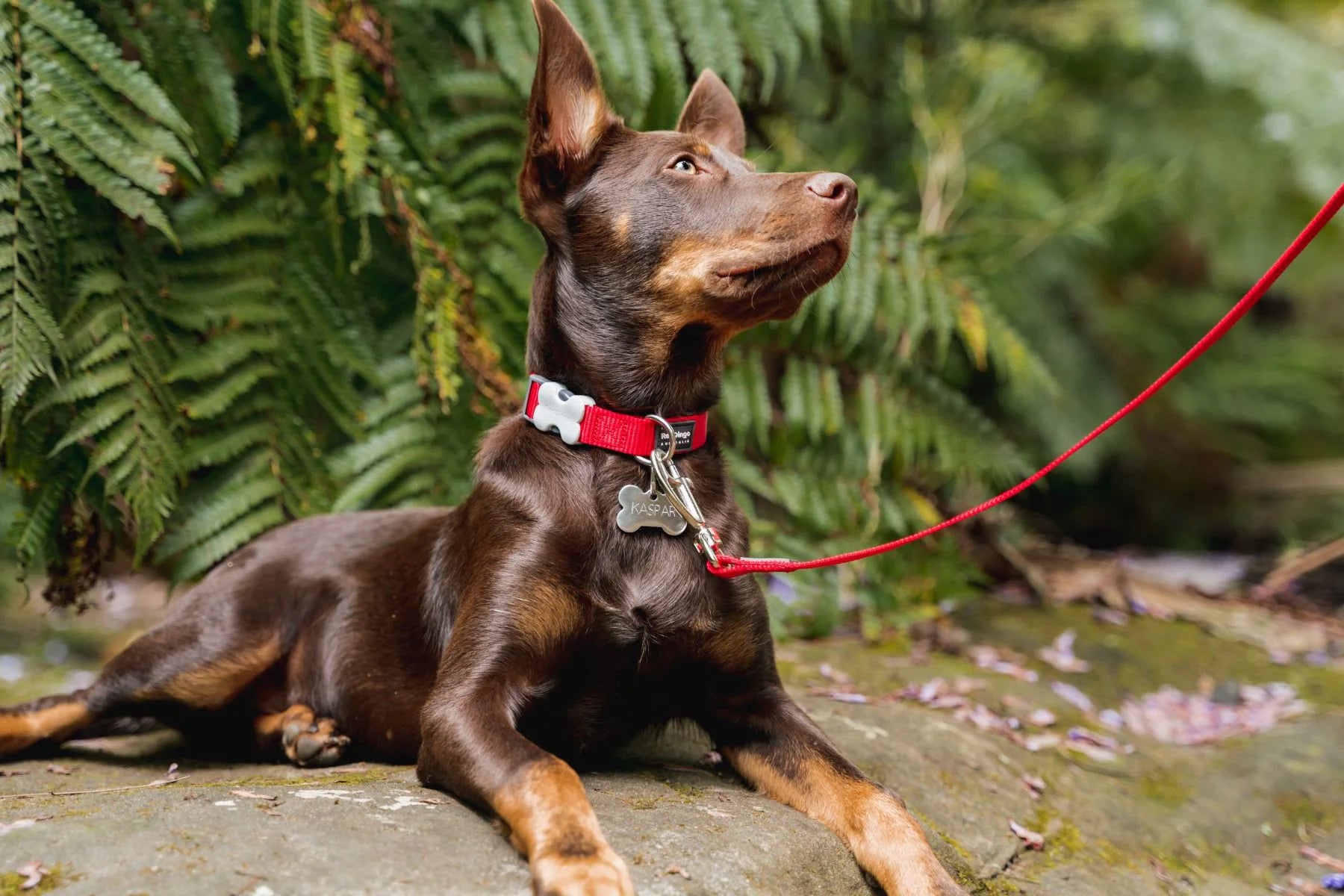 Dog on a leash sitting on a rock with green foliage in the background