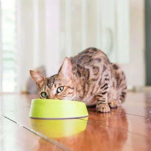 LickiMat OH Bowl for Cats - Green
