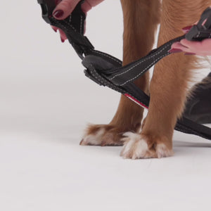 EzyDog Chest Plate Harness - Ergonomic EVA Foam Dog Harness with Car Seat Attachment